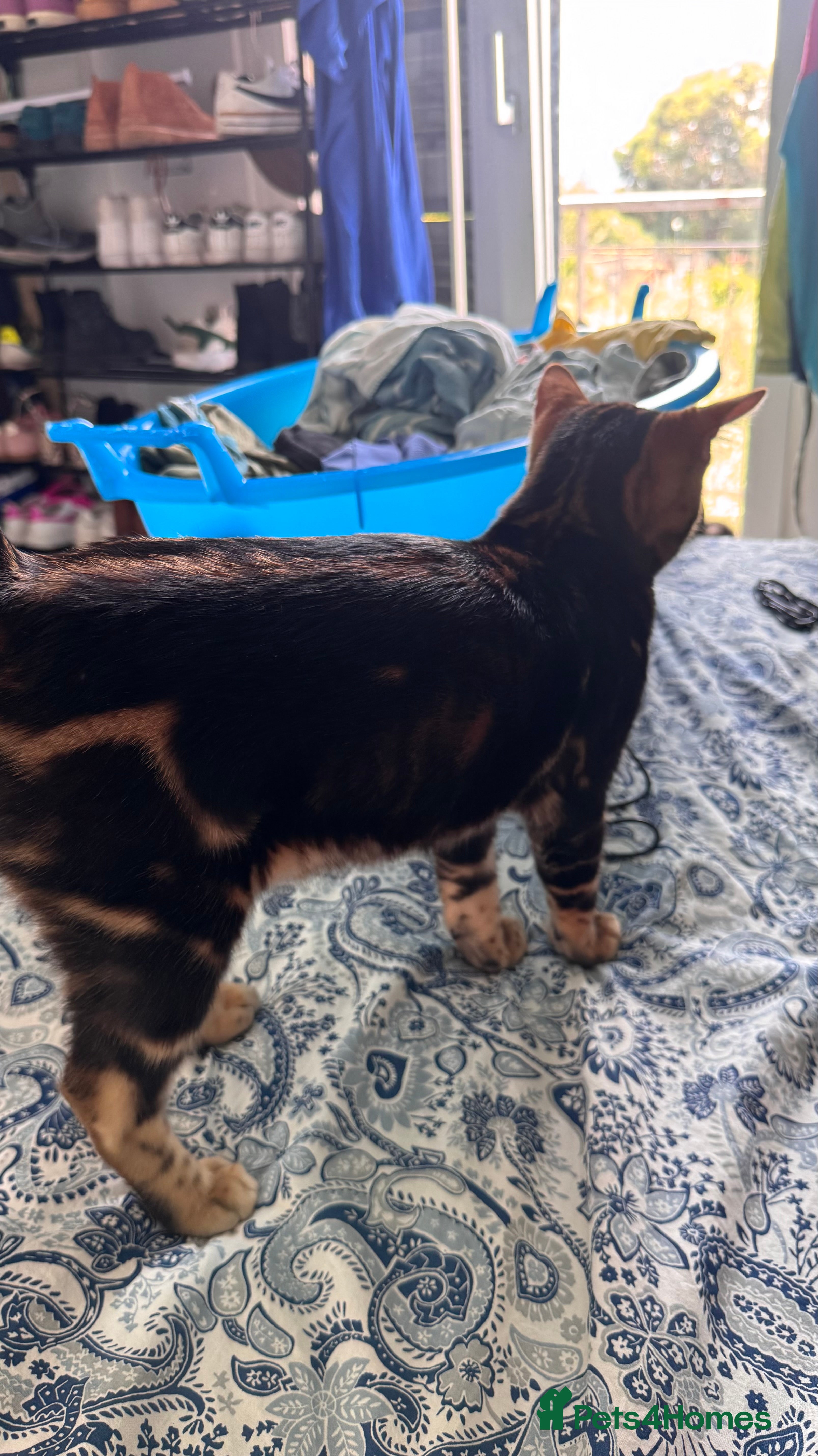 Bengal cats for sale: TICA Bengal cats adorable educated with kid NO UK  in London - Advert 16