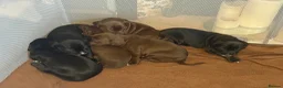 Mixed Breed dogs for sale: Patterdale Terrier × Cocker Spaniel Puppies in King's Lynn - Advert 15