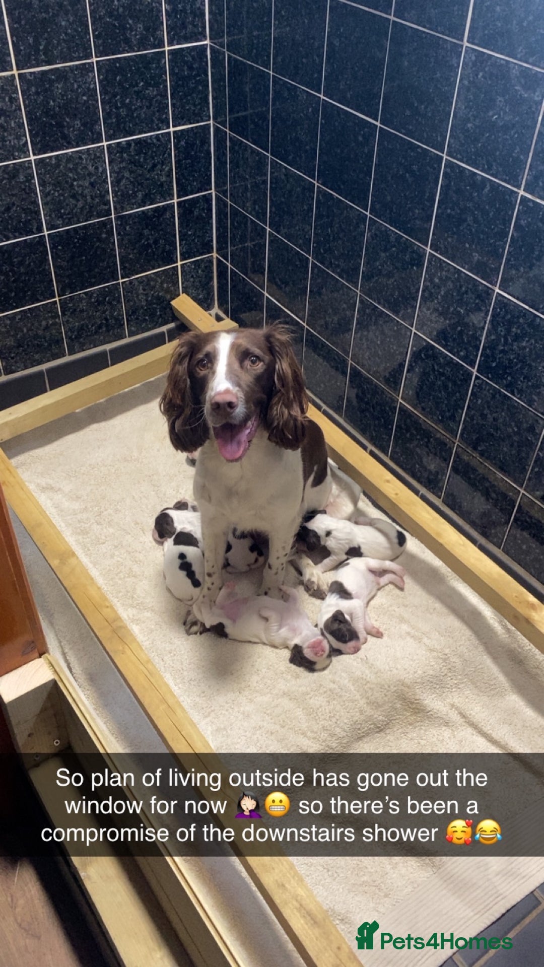 English Springer Spaniel dogs for sale: Exceptional Working Lines - Advert 6