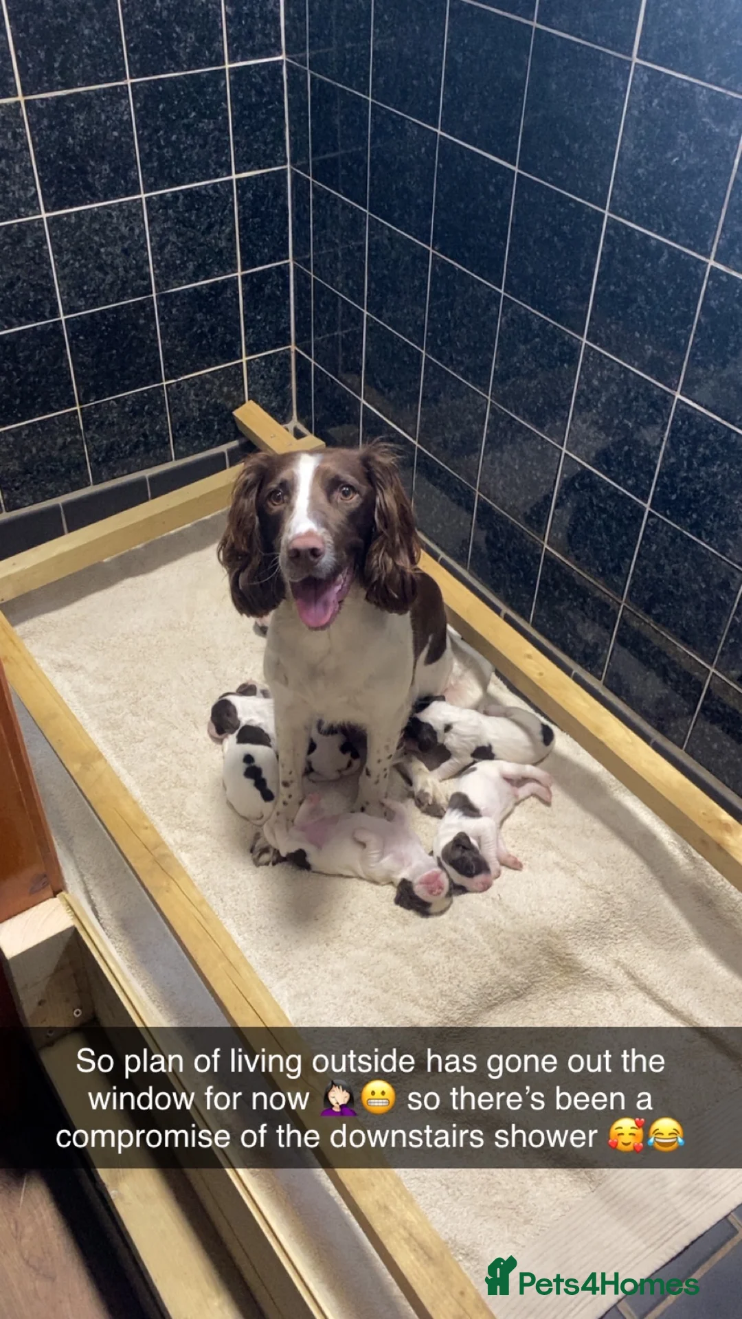 English Springer Spaniel dogs for sale: Exceptional Working Lines - Advert 6