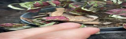 Mixed Breed reptiles for sale: 2 geckos 3 snakes  - Advert 13