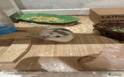 Hamster rodents for sale: Roborovski Hamster and Set up - Image 2