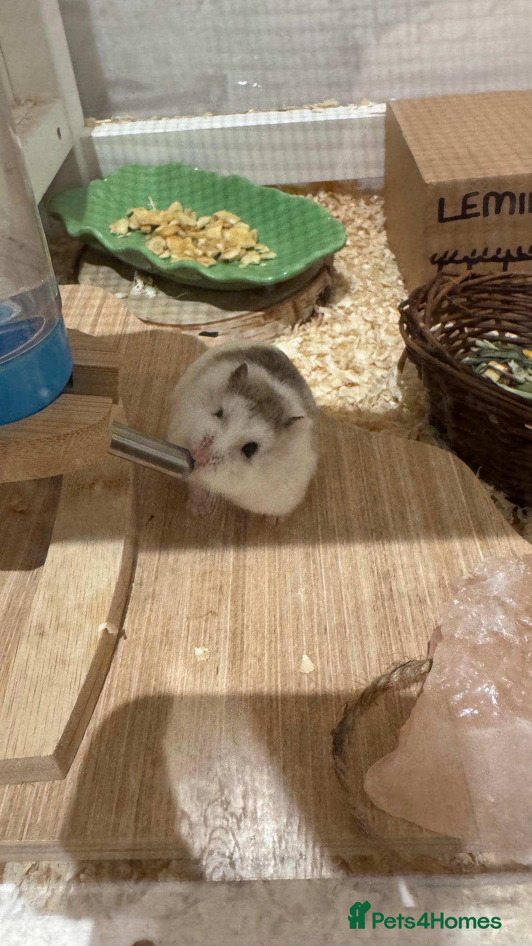 Hamster rodents for sale: Roborovski Hamster and Set up - Image 2