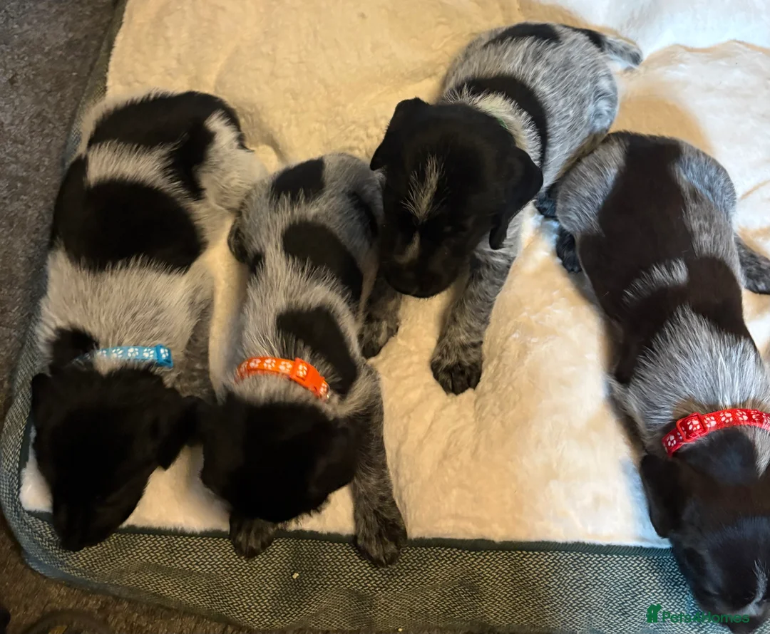 German Wirehaired Pointer dogs for sale: German wiredhaired pointer pups  - Advert 10