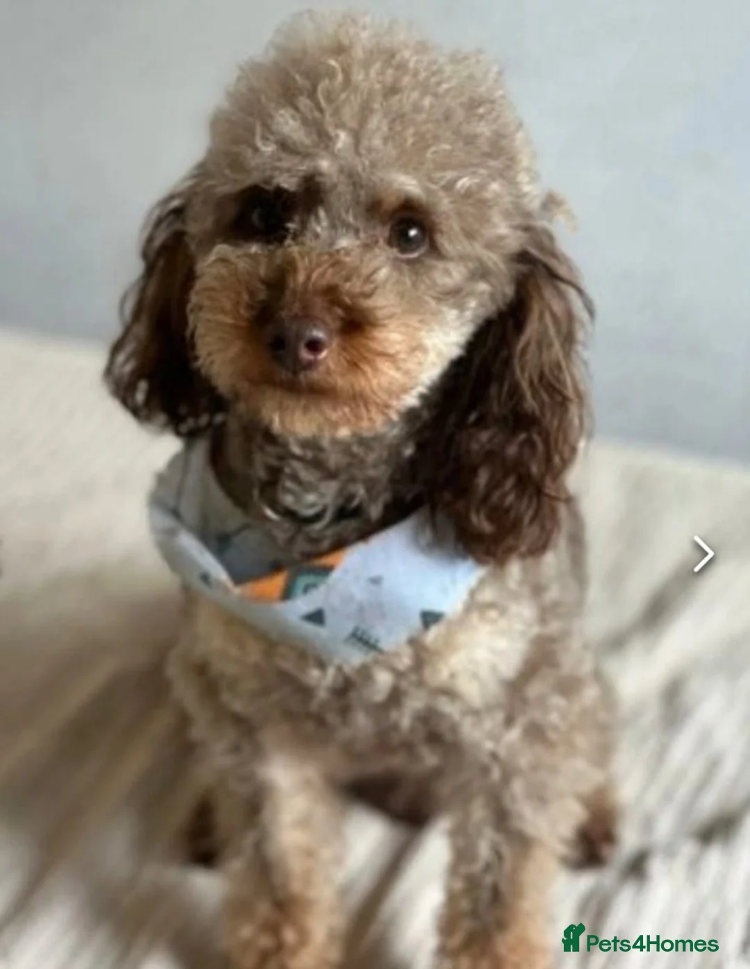Cockapoo dogs for sale: LYNJONBORNS BEAUTIFUL COCKAP00 PUPPYS - Advert 2