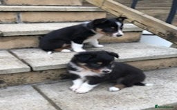 Border Collie dogs for sale: Adorable border collie pups - Image 2