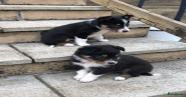 Border Collie dogs - Advert 9
