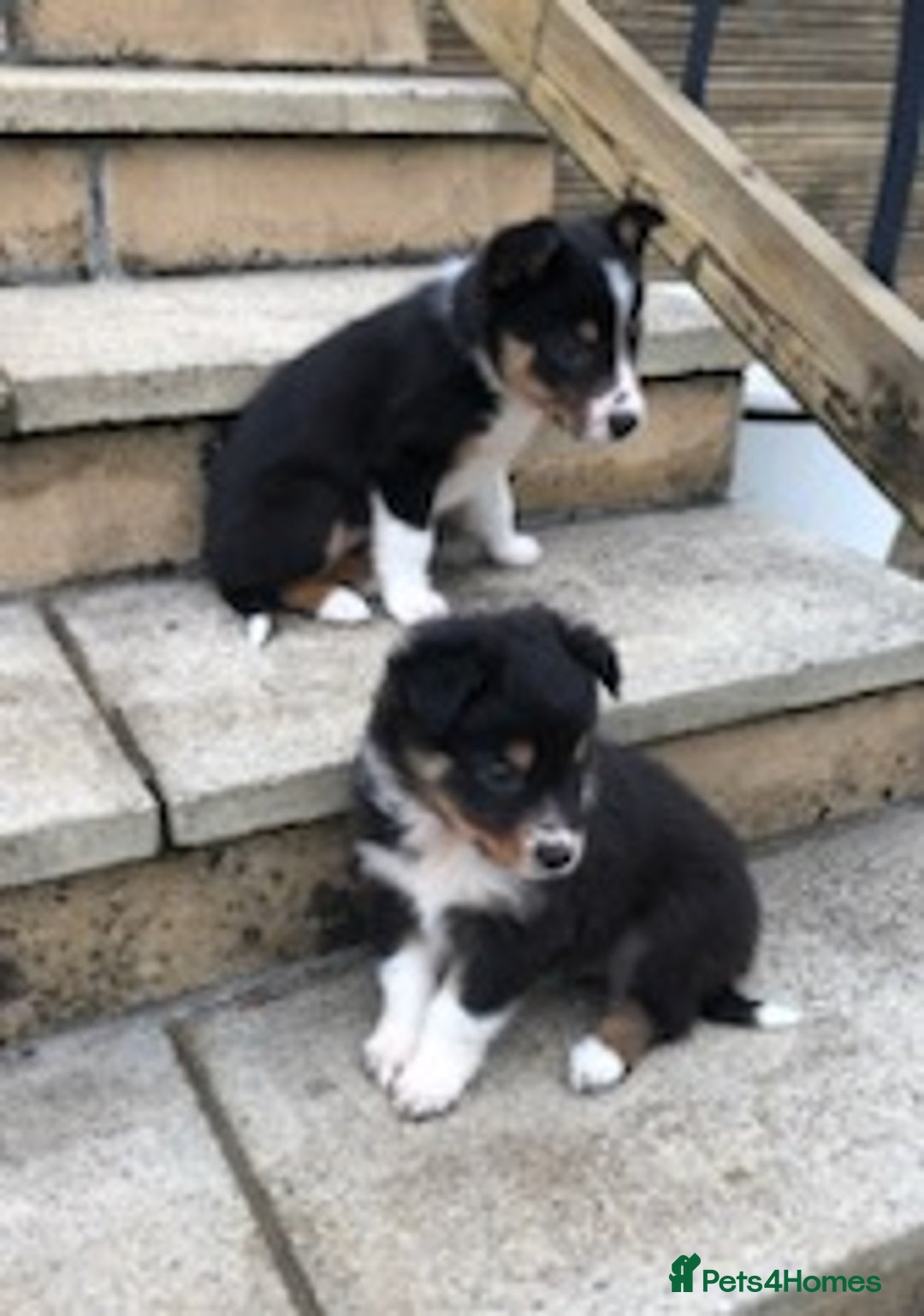 Border Collie dogs for sale: Adorable border collie pups - Image 2