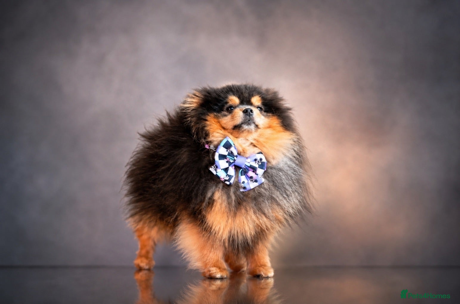 Pomeranian dogs Exclusive show type KC blue and tan stud  - Advert 3