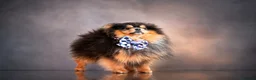 Pomeranian dogs for stud: Exclusive show type KC blue and tan stud  - Advert 1