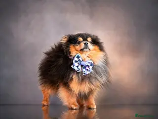 Pomeranian dogs Exclusive show type KC blue and tan stud - Advert 2