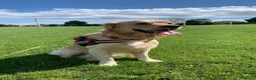 Golden Retriever dogs for stud: Beautiful KC-Reg Golden Retriever Stud (proven) - Advert 22
