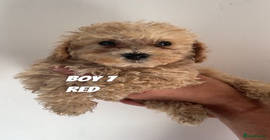Toy Poodle dogs - Advert 2