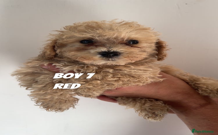 Toy Poodle dogs - Advert 1