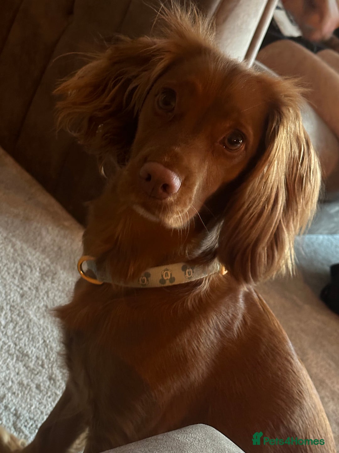 Cocker Spaniel dogs for sale: Working cocker Female Puppy  - Advert 9