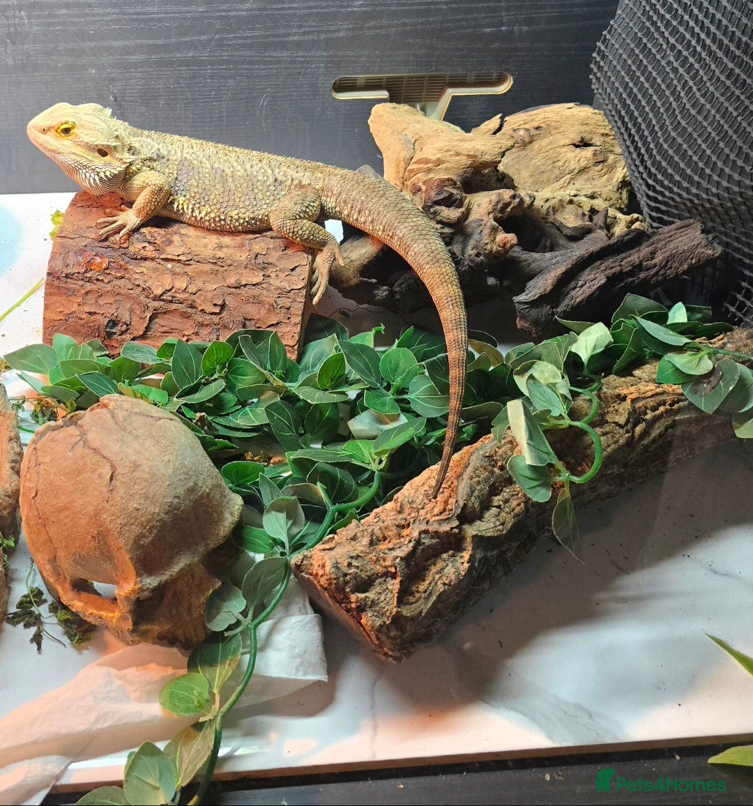 Bearded Dragon reptiles for sale: 2 year old bearded dragon - Advert 1