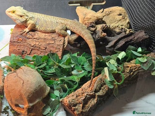 Bearded Dragon reptiles 2 year old bearded dragon - Advert 1