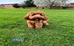 Mixed Breed dogs for sale: 4 boys 2 girls cavapoo x cockapoo puppies - Image 13