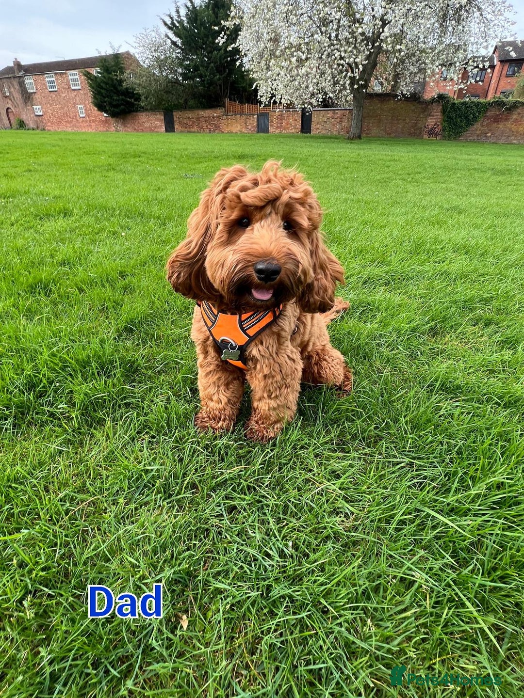 Mixed Breed dogs for sale: 4 boys 2 girls cavapoo x cockapoo puppies - Image 13