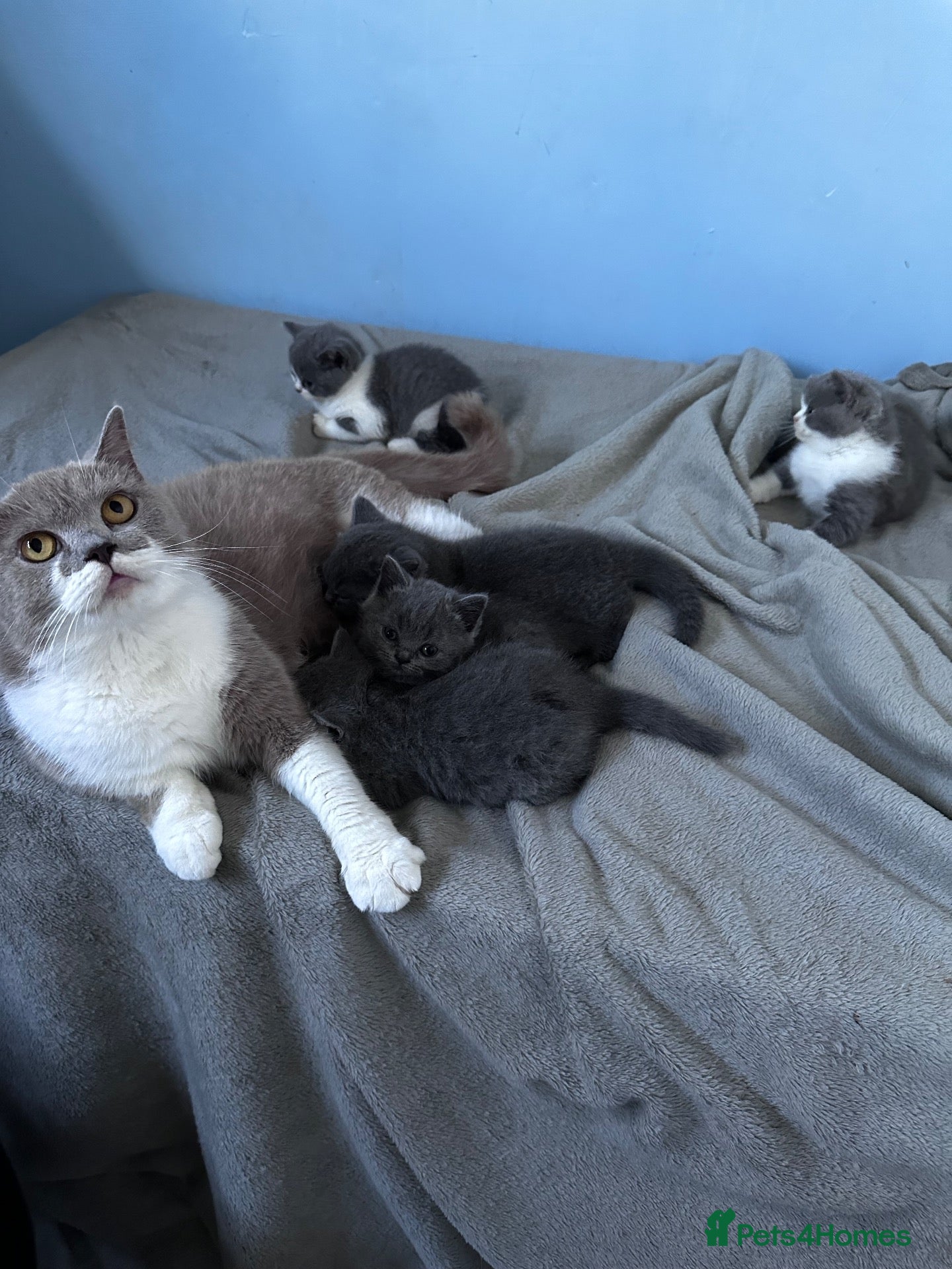 British Shorthair cats Solid blue and blue bi-colour kittens Cornwall - Advert 1