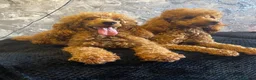 Miniature Poodle dogs for sale: Stunning Fox Red Minature Poodle Pups  - Advert 32