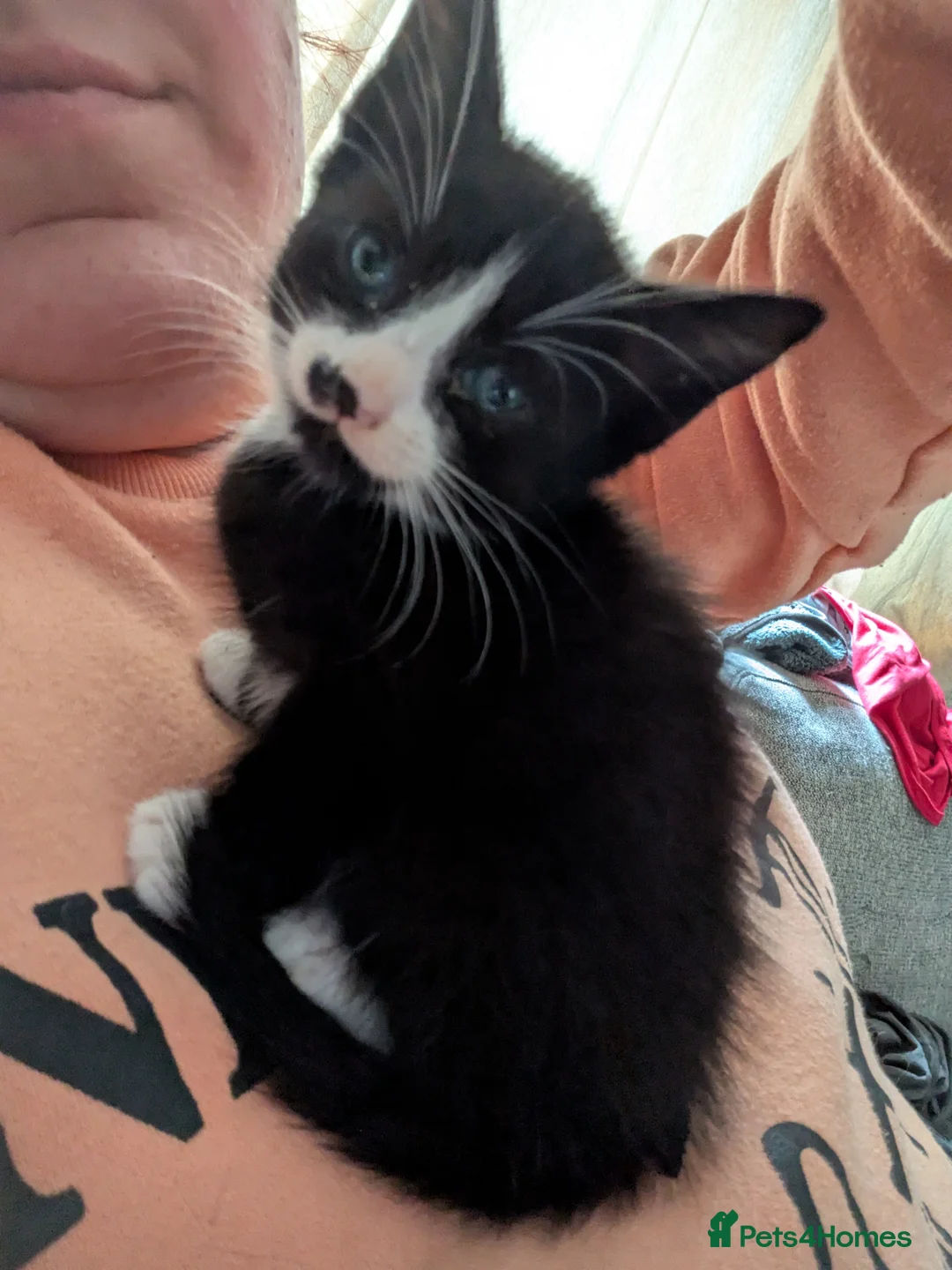 Mixed Breed cats for sale: Four stunning kittens - Advert 2