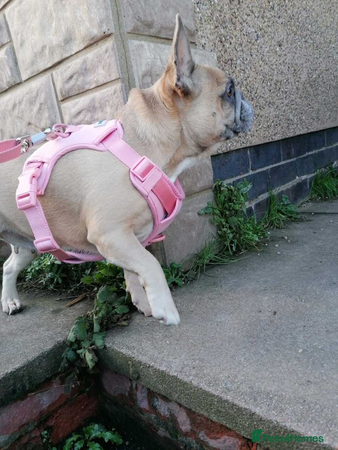 French Bulldog dogs for adoption: 💖DORA-Betrayed Many Times, But Still Loving💖 - Advert 14