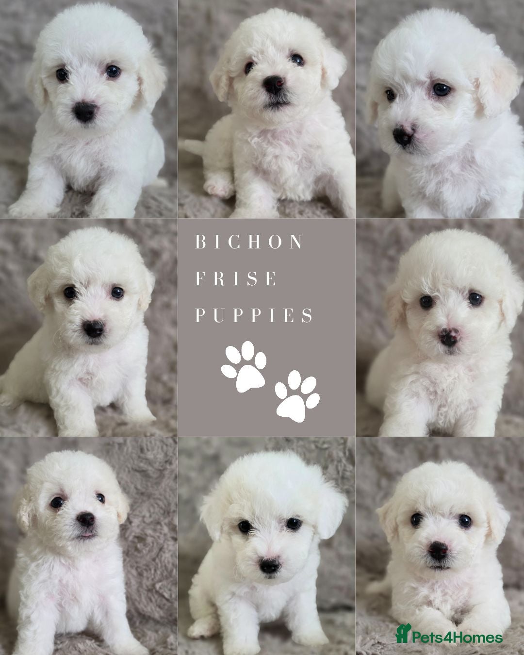 Bichon Frise dogs PURE BRED BICHON FRISE PUPPIES - Advert 1