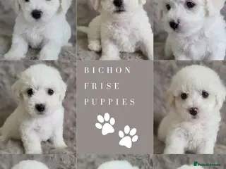 Bichon Frise dogs PURE BRED BICHON FRISE PUPPIES - Advert 3