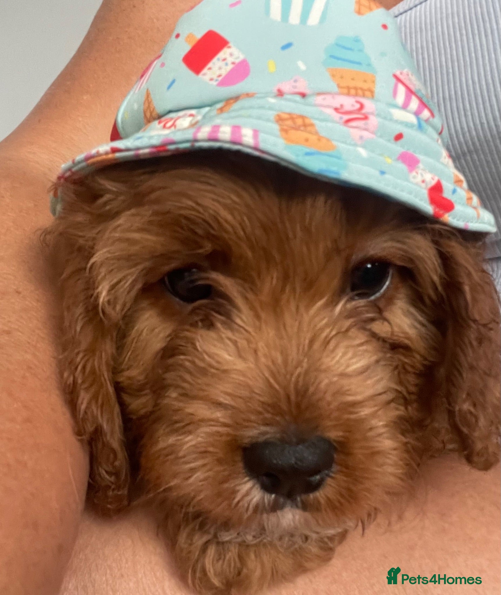 Cavapoo dogs ADORABLE CAVAPOO PUPPIES  - Advert 17
