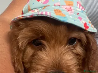 Cavapoo dogs ADORABLE CAVAPOO PUPPIES - Advert 17