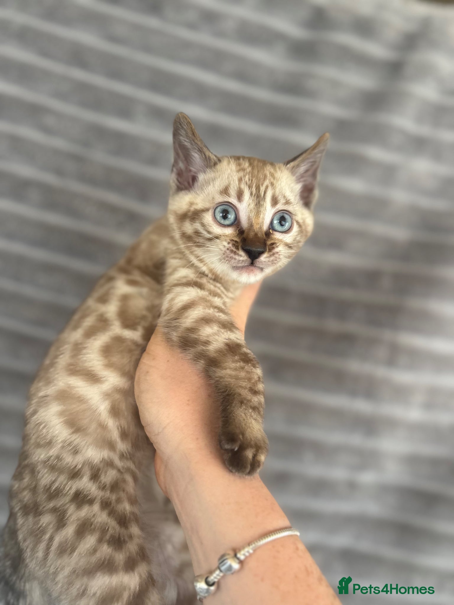 Bengal cats True to type Bengal kittens  - Advert 10