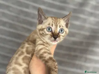 Bengal cats True to type Bengal kittens - Advert 10