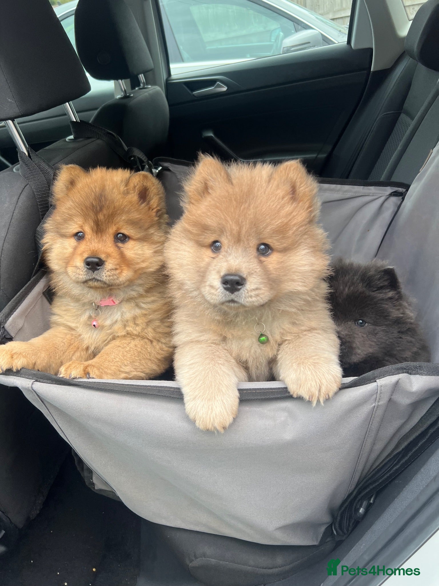 Chow Chow dogs Ready to Leave! 4 Beautiful Chow Chows 💙🩷 - Advert 2