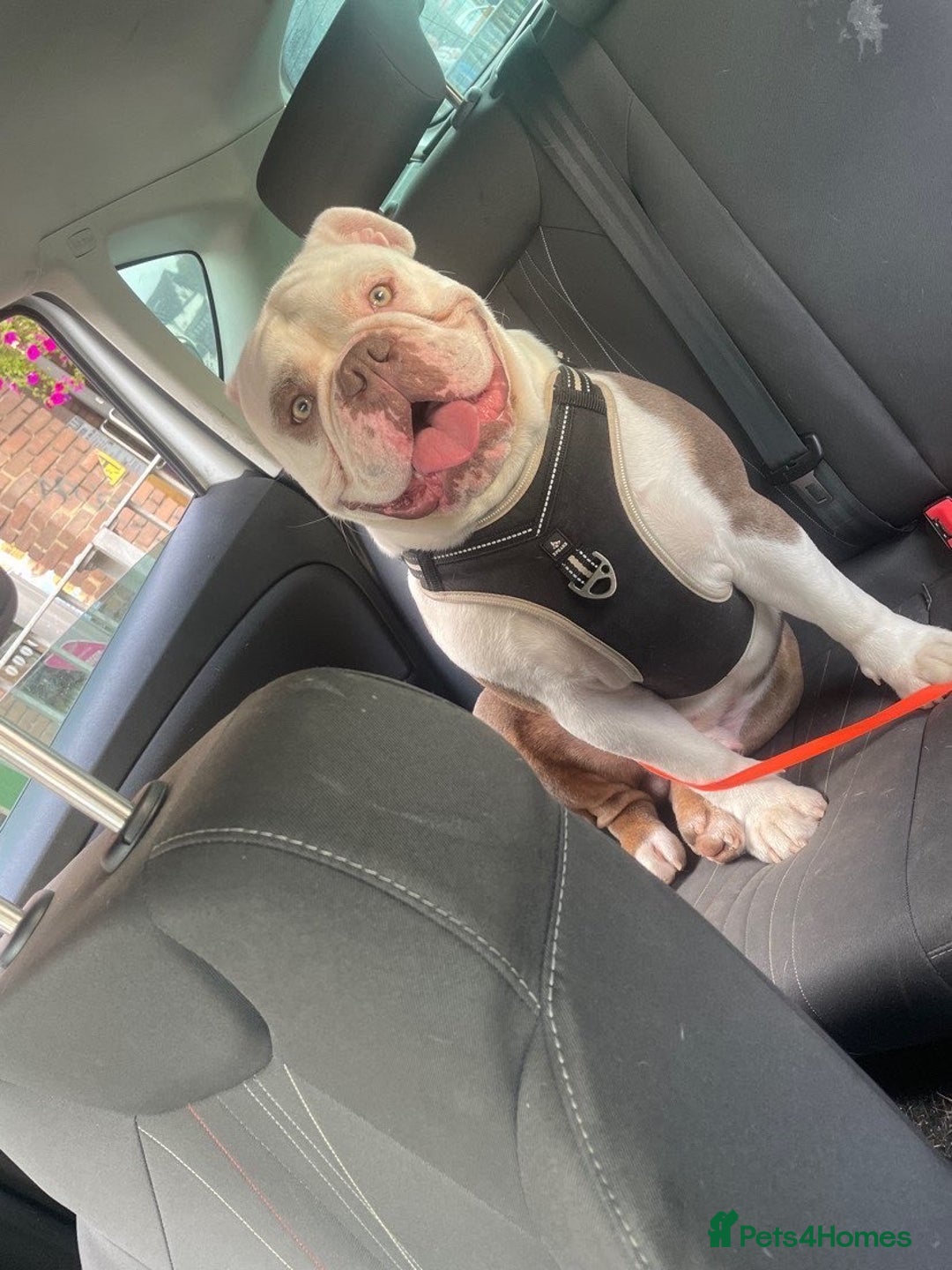 English Bulldog dogs for sale: Lilac tri english bulldogs  - Advert 3
