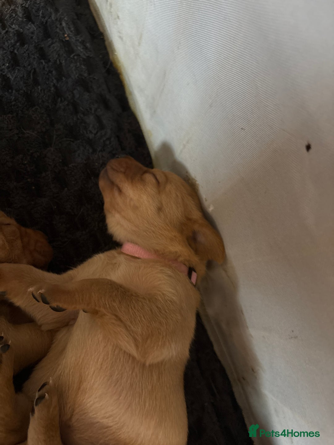 Labrador Retriever dogs for sale: Beautiful Labrador Pup - Advert 19