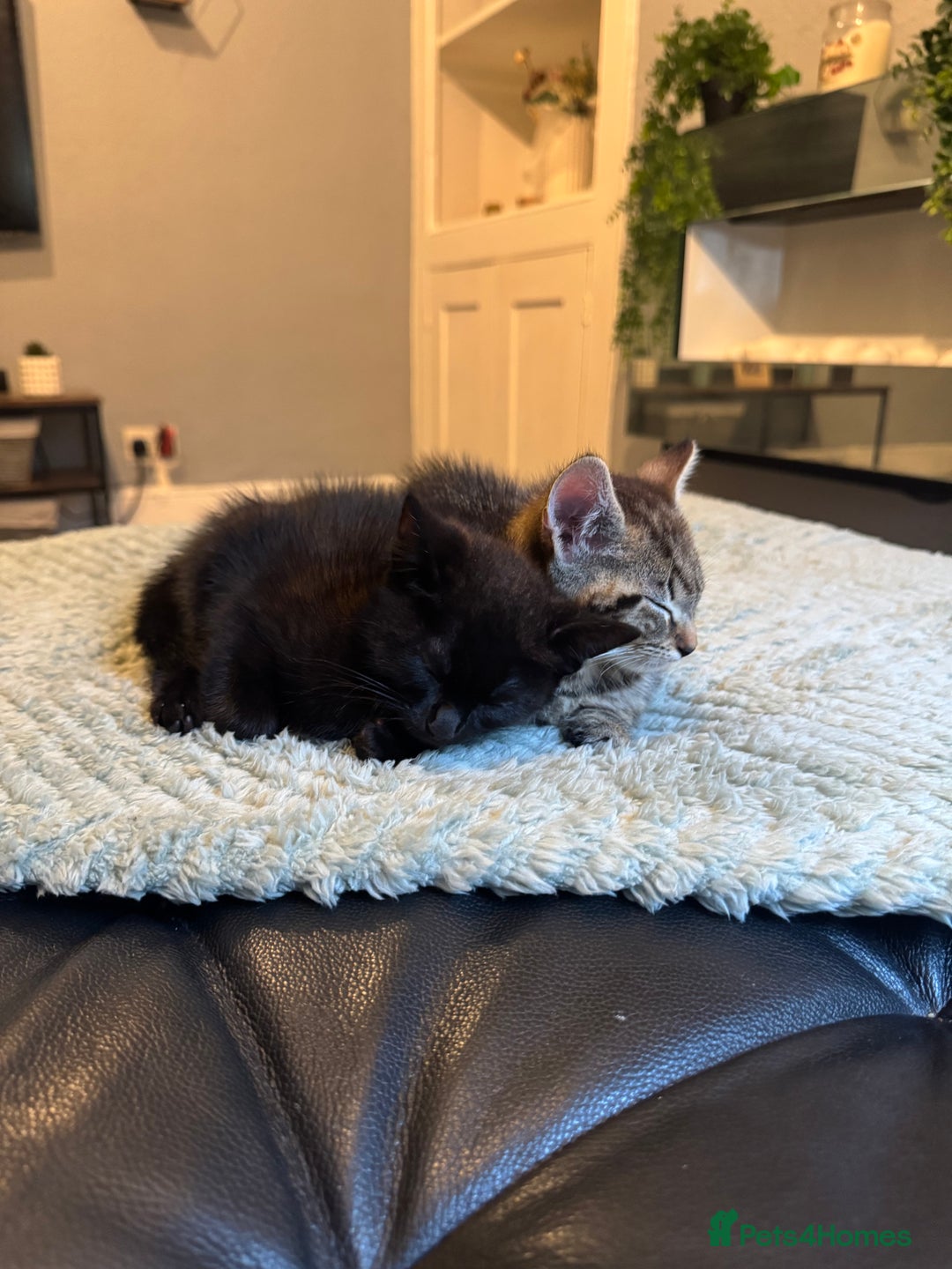 Mixed Breed cats for sale: Two kittens  - Image 3