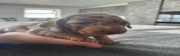 Miniature Dachshund dogs for sale: Ready now Beautiful miniature dachshund  - Advert 14