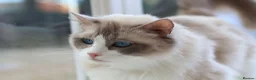 Ragdoll cats for sale: Stunning Tica Registered Ragdoll Queen 🩷🐾 - Advert 5