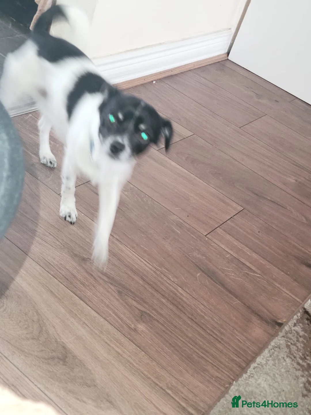 Mixed Breed dogs for sale: Jack Russell x chihuahua  - Advert 4