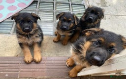 German Shepherd dogs for sale: 🐾🖤 Top-Quality Purebred German Shepherd Puppies - Image 1
