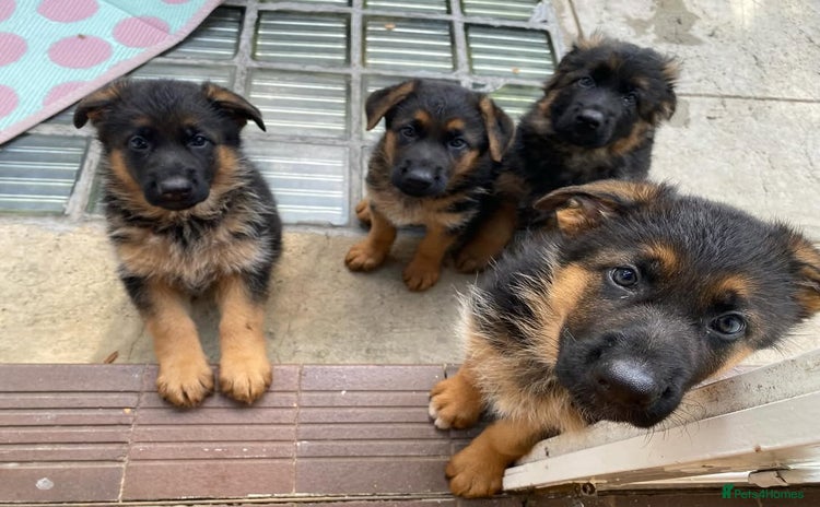 German Shepherd dogs - Advert 2