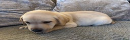 Labrador Retriever dogs for sale: Ready next week! Pretty Perfect Labrador Puppy - Advert 5