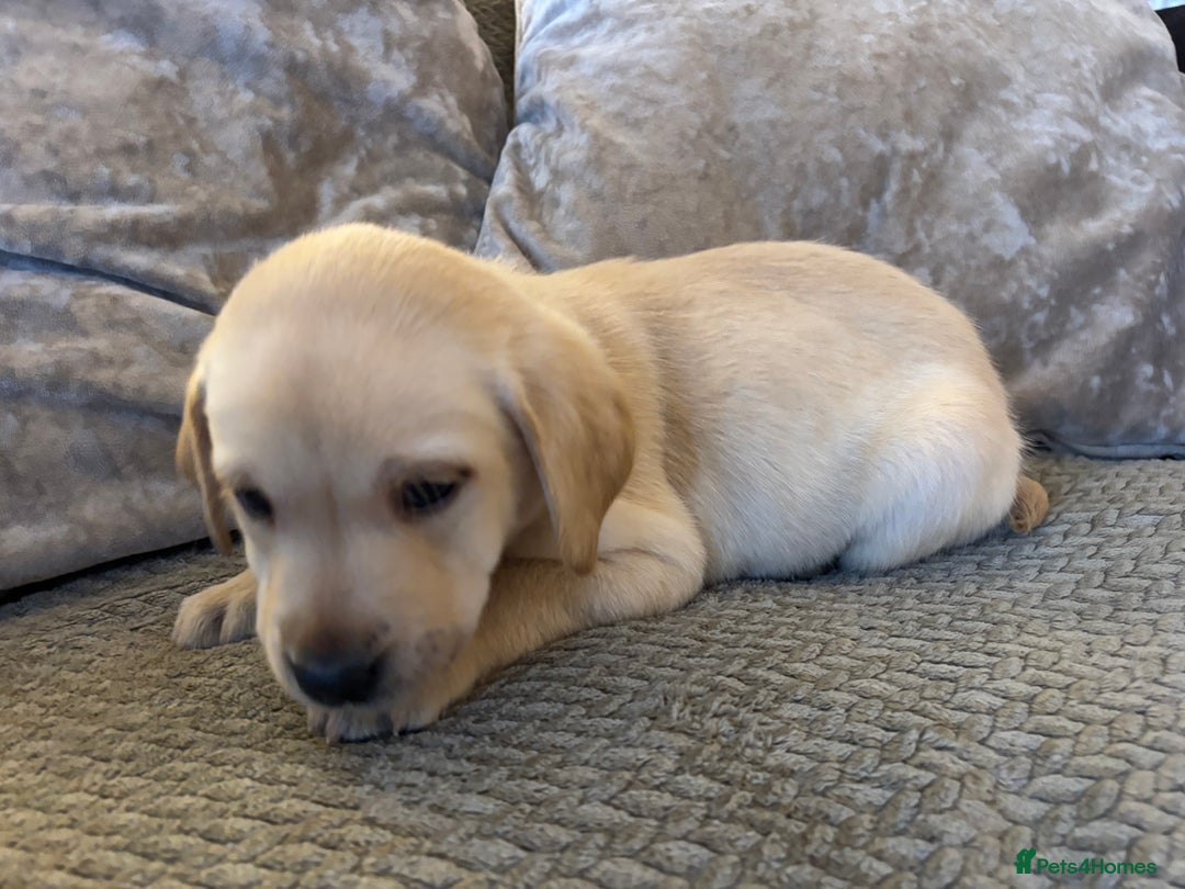 Labrador Retriever dogs for sale: Ready next week! Pretty Perfect Labrador Puppy - Advert 5