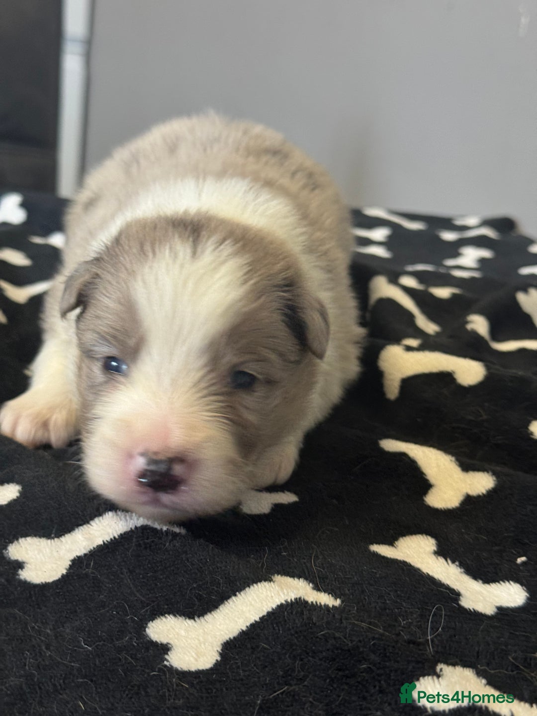Border Collie dogs for sale: Border Collie (KC reg Pending) Puppies For Sale - Advert 7