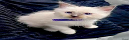 Ragdoll cats for sale: PURE&STUNNING Ragdoll kittens  - Advert 3