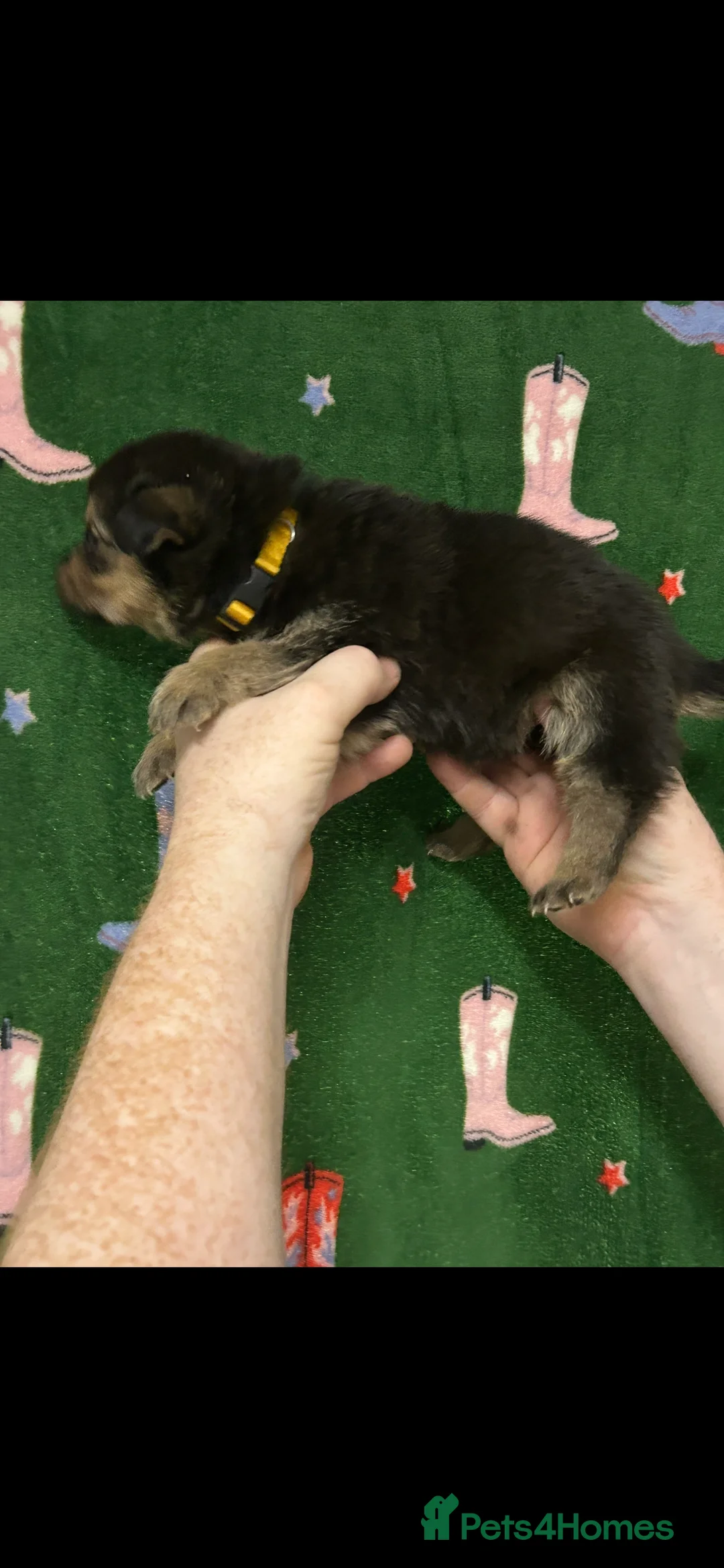 Mixed Breed dogs for sale: Swiss Shepherd Rottweiler  mix breed puppies - Advert 7