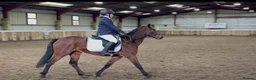 Other Breed horses for sale: Looking for new 🏠 - Advert 4