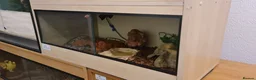 Python Snake reptiles for sale: Cinnamon Ballpython  - Advert 3