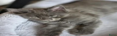 Maine Coon 4